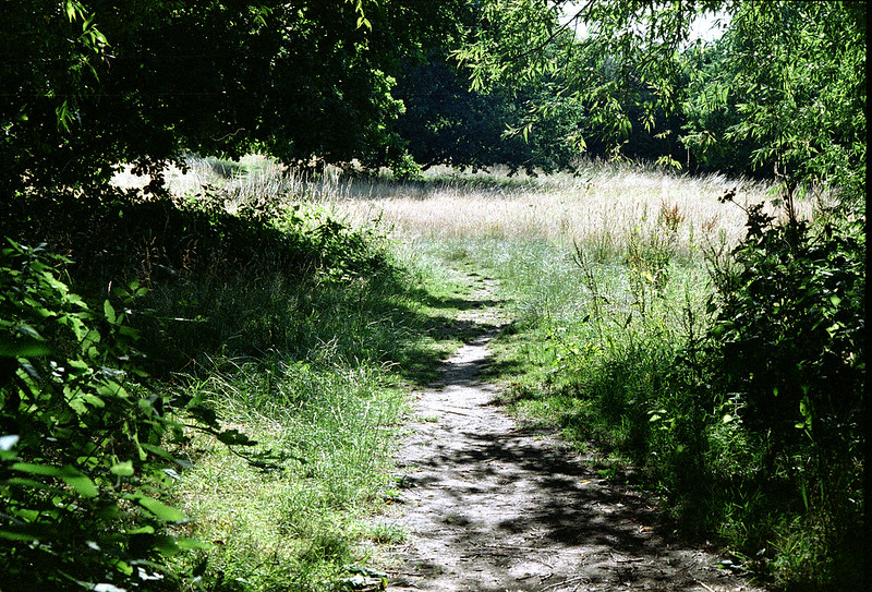 Landscape off Weald Road 03