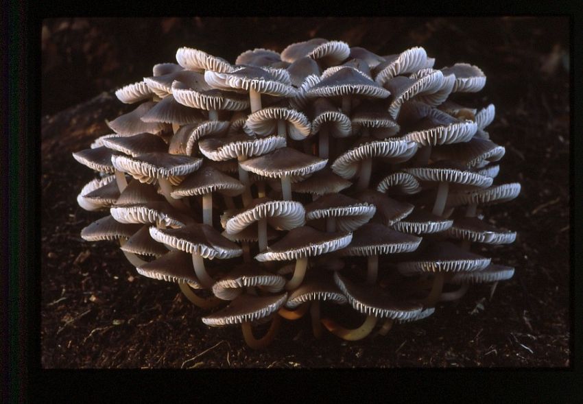 Large congregation.