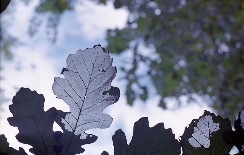 last leaf2