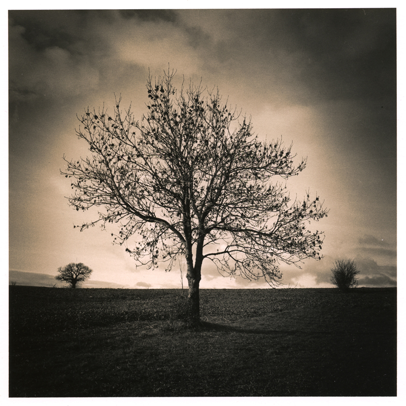 Last leaves