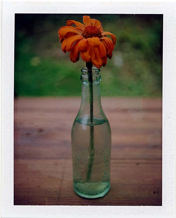 Last of Summer's Flowers