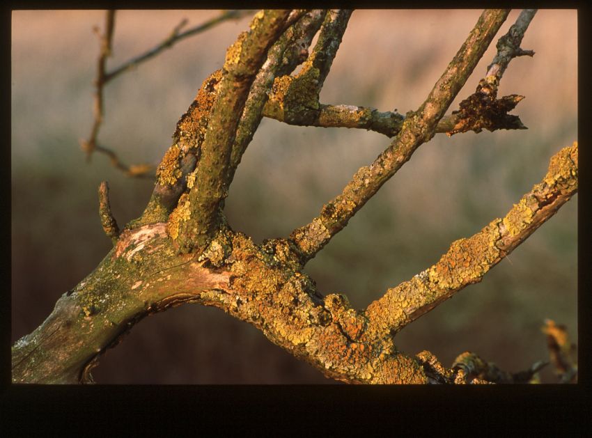 Last rays of sunlight.
