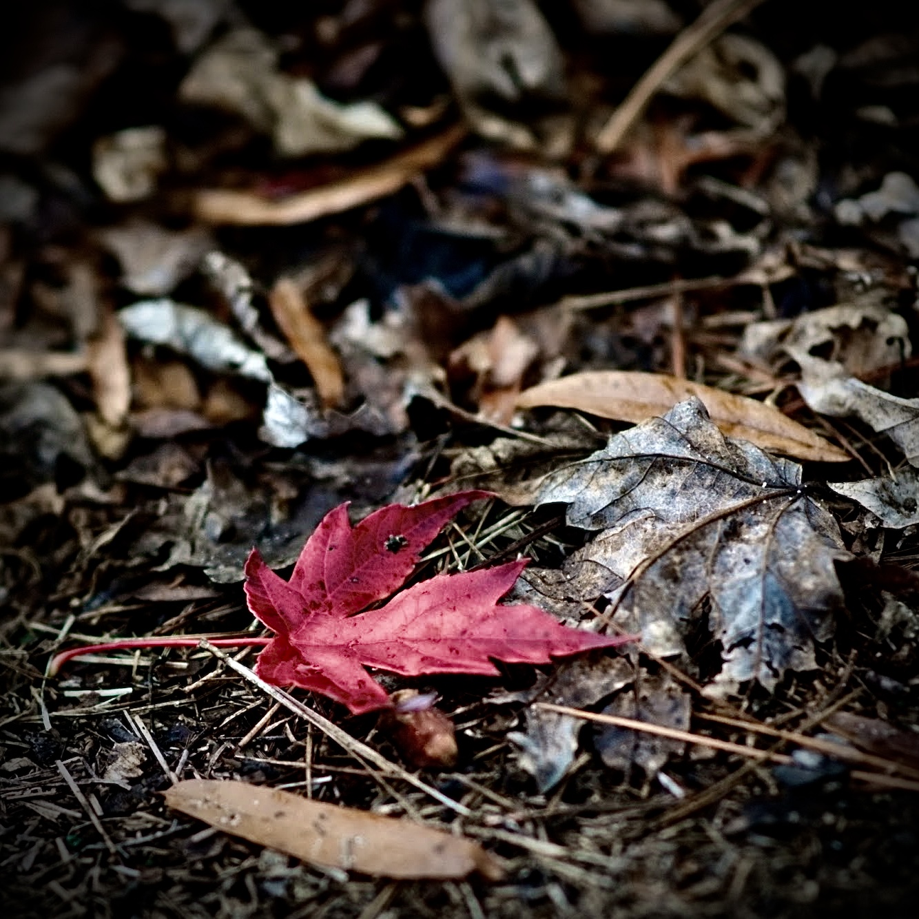 Last red leaf