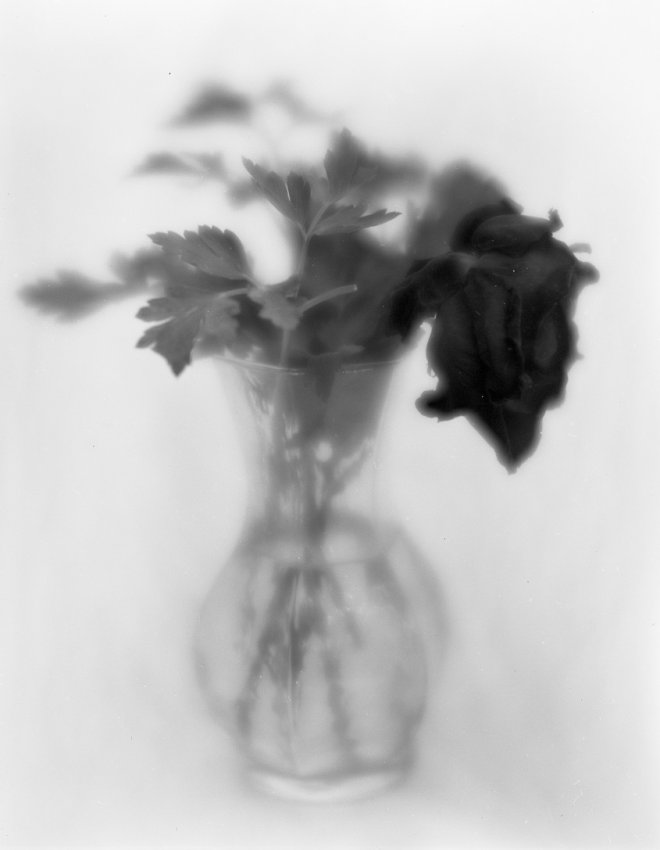 Last rose of summer