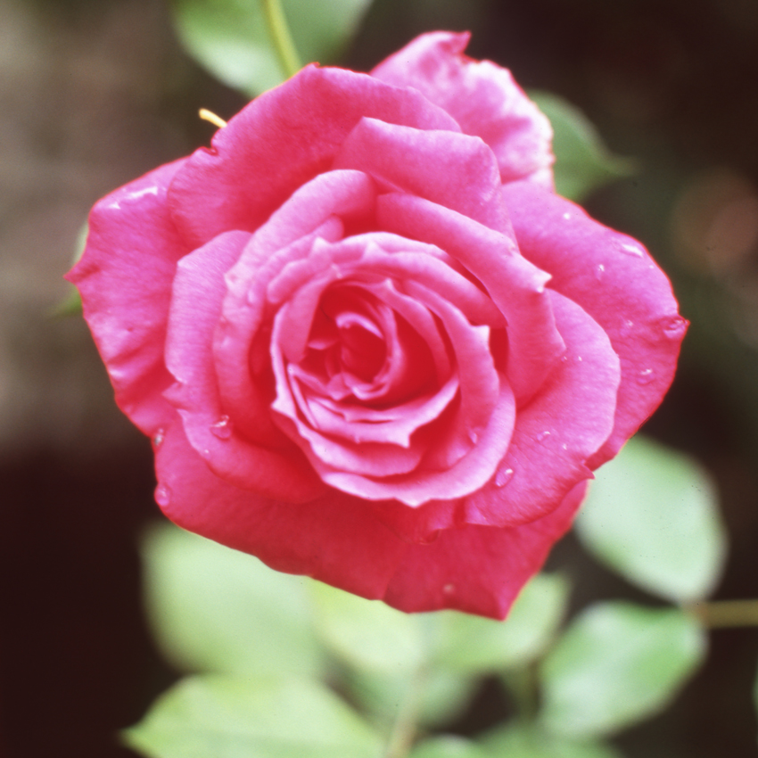 Last Rose of Summer
