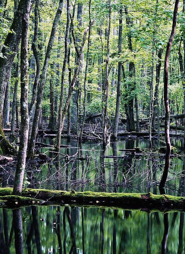 Last Walk Around Mirror Lake