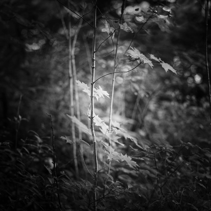 late afternoon, along the banks of the neversink