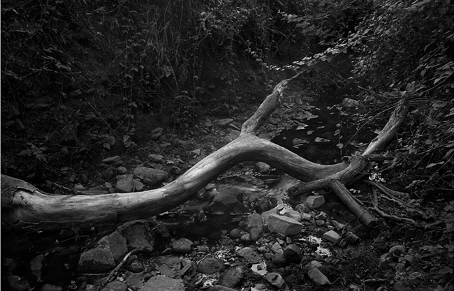 late afternoon creekbed