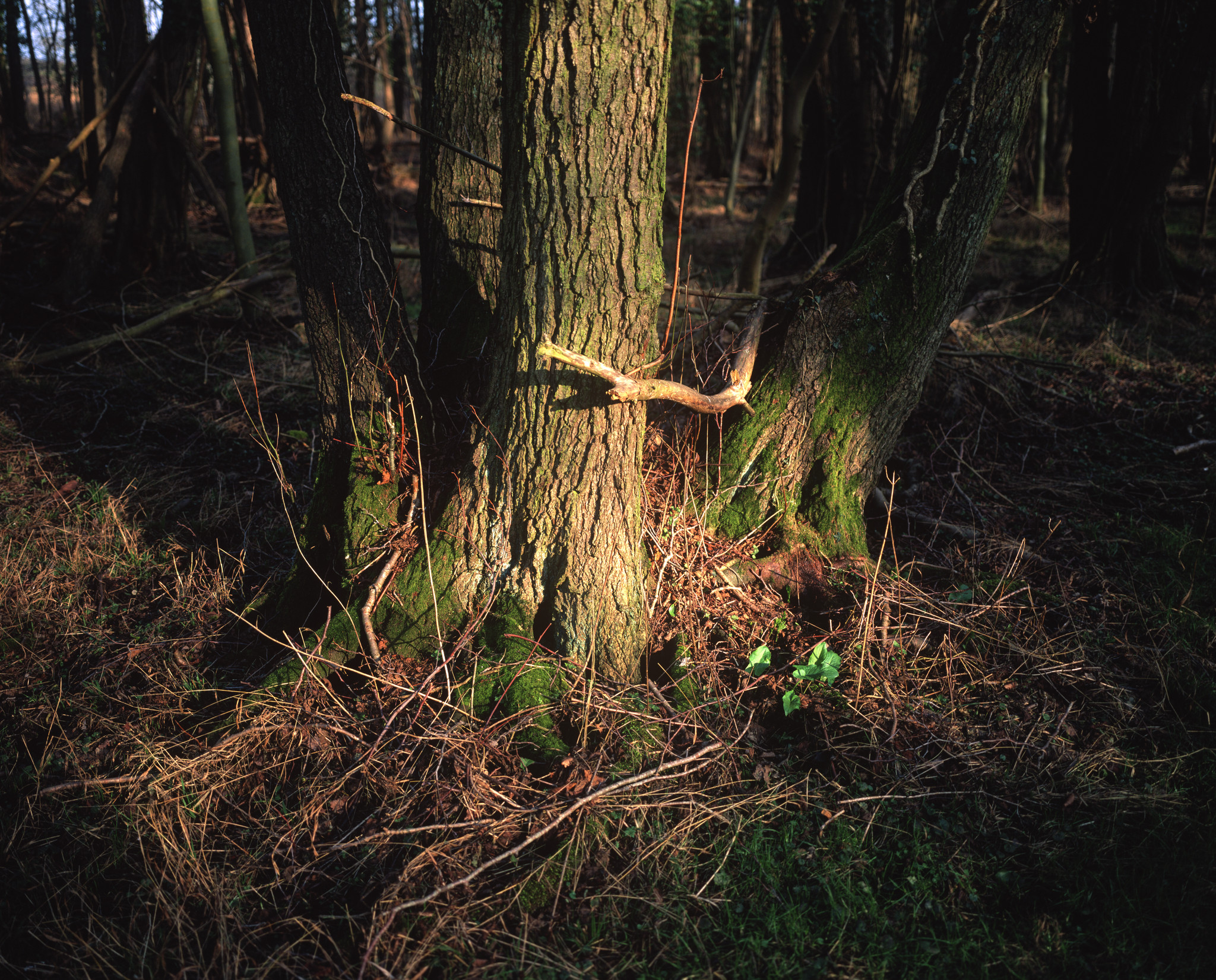 Late afternoon in the woods