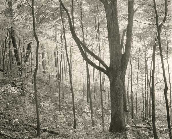 Late Afternoon Light, Eagle Creek