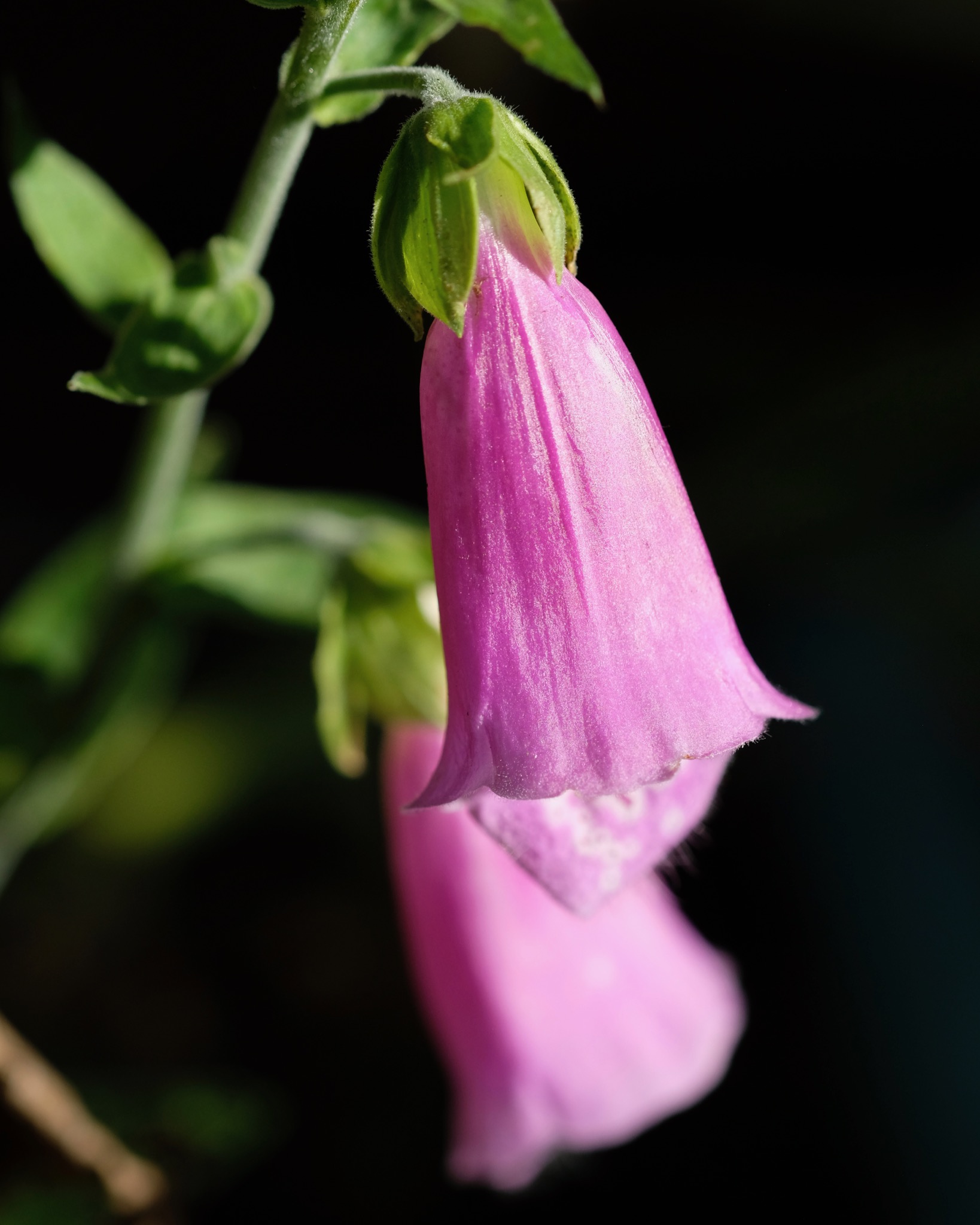 Late summer flower macro - 1