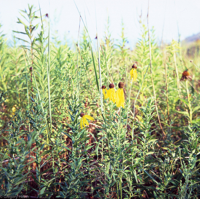 Late Summer Flowers