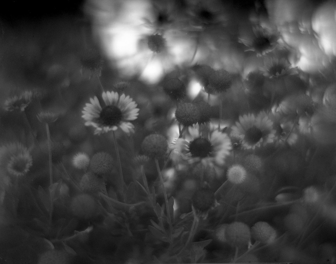 Late Summer Flowers