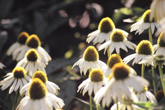 Late Summer Flowers