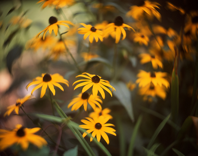 Late Summer Light