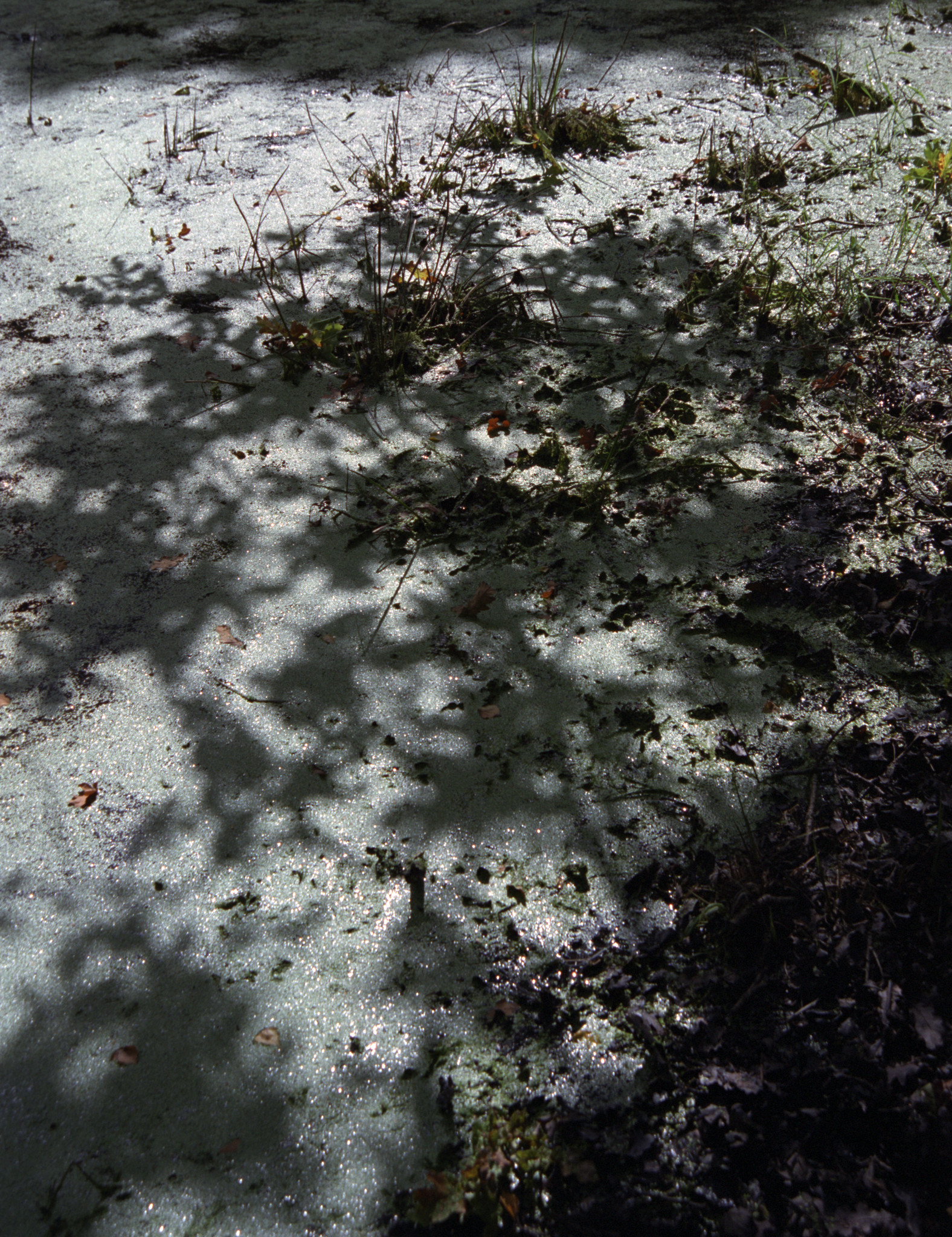Late Summer Shade - 2