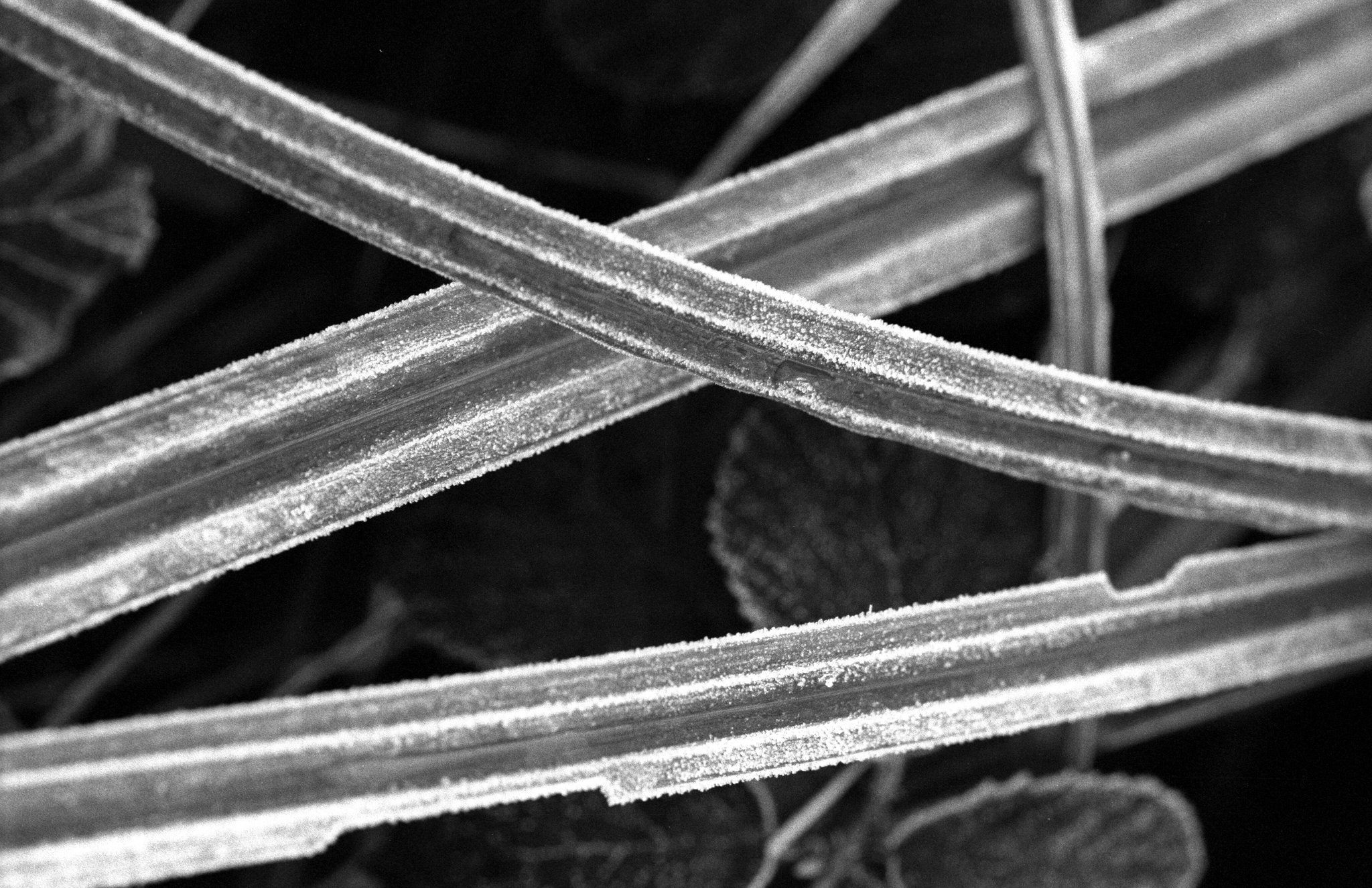 Late winter morning frost - 2