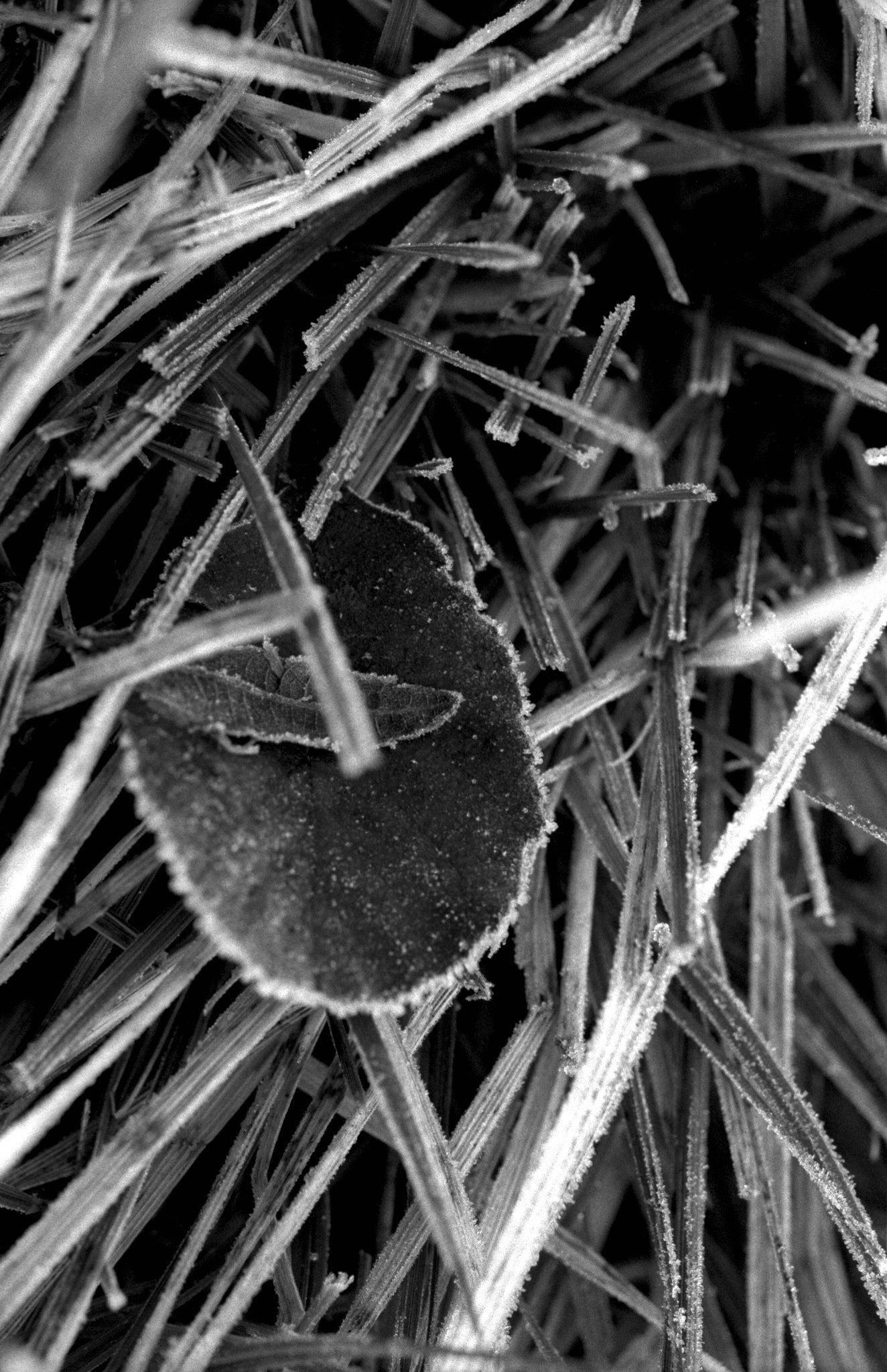 Late winter morning frost - 3