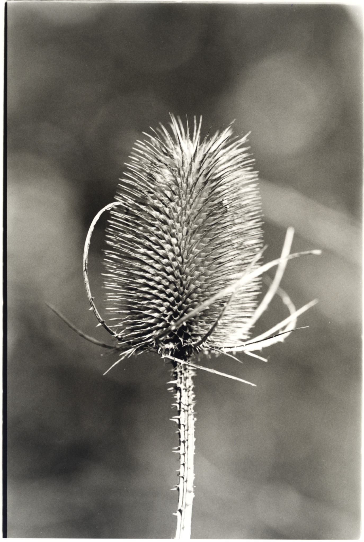 Late winter sun - 1