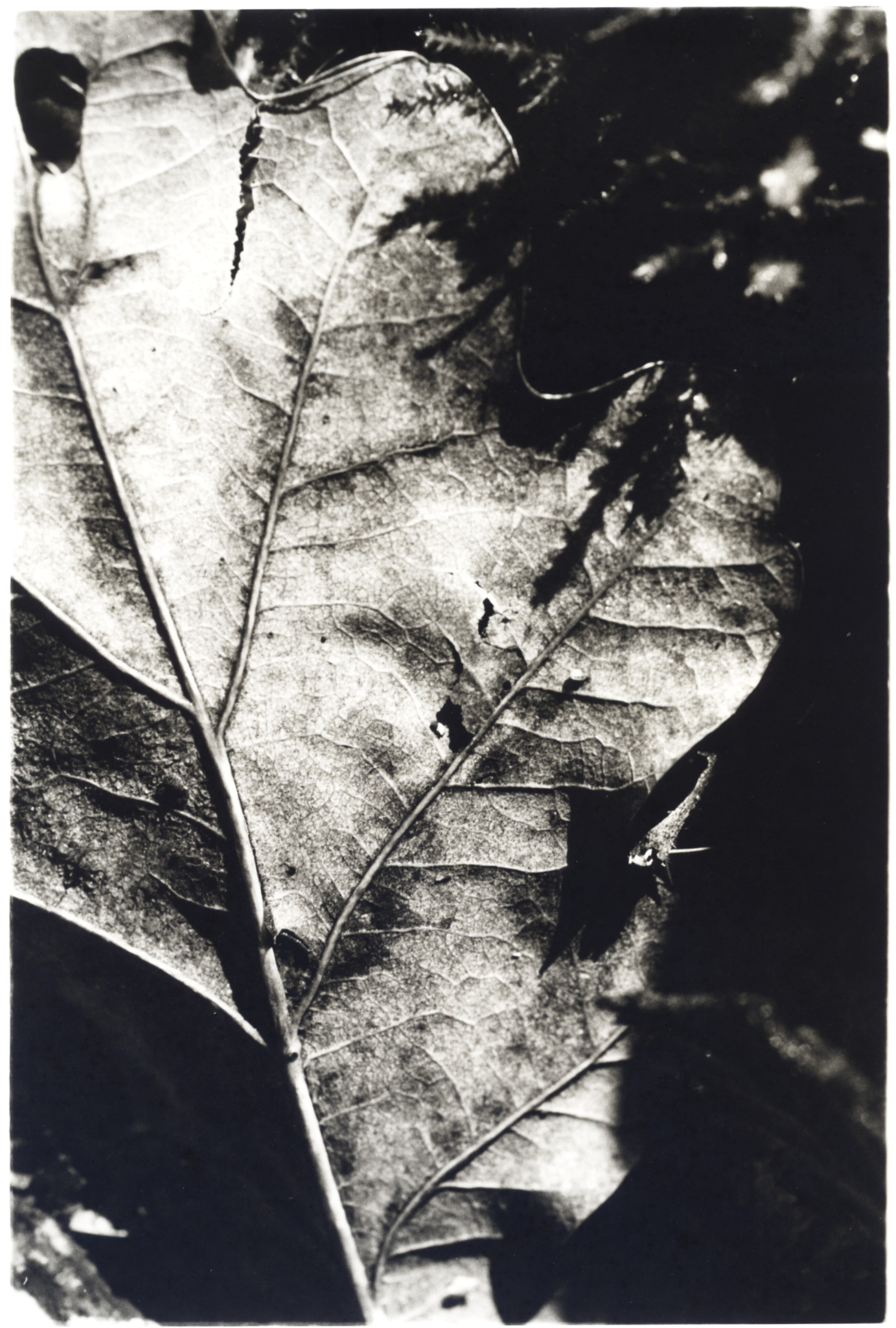 Later winter, marginal frost, leaf macro.