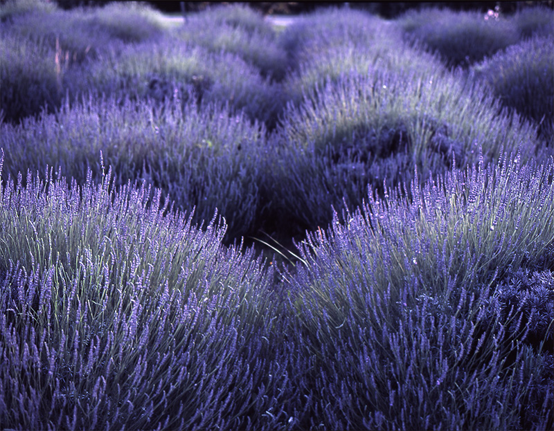 Lavender