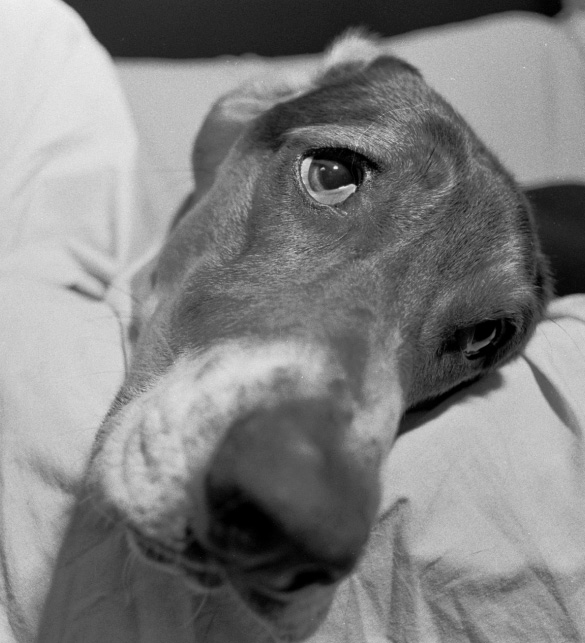 Lazy dog