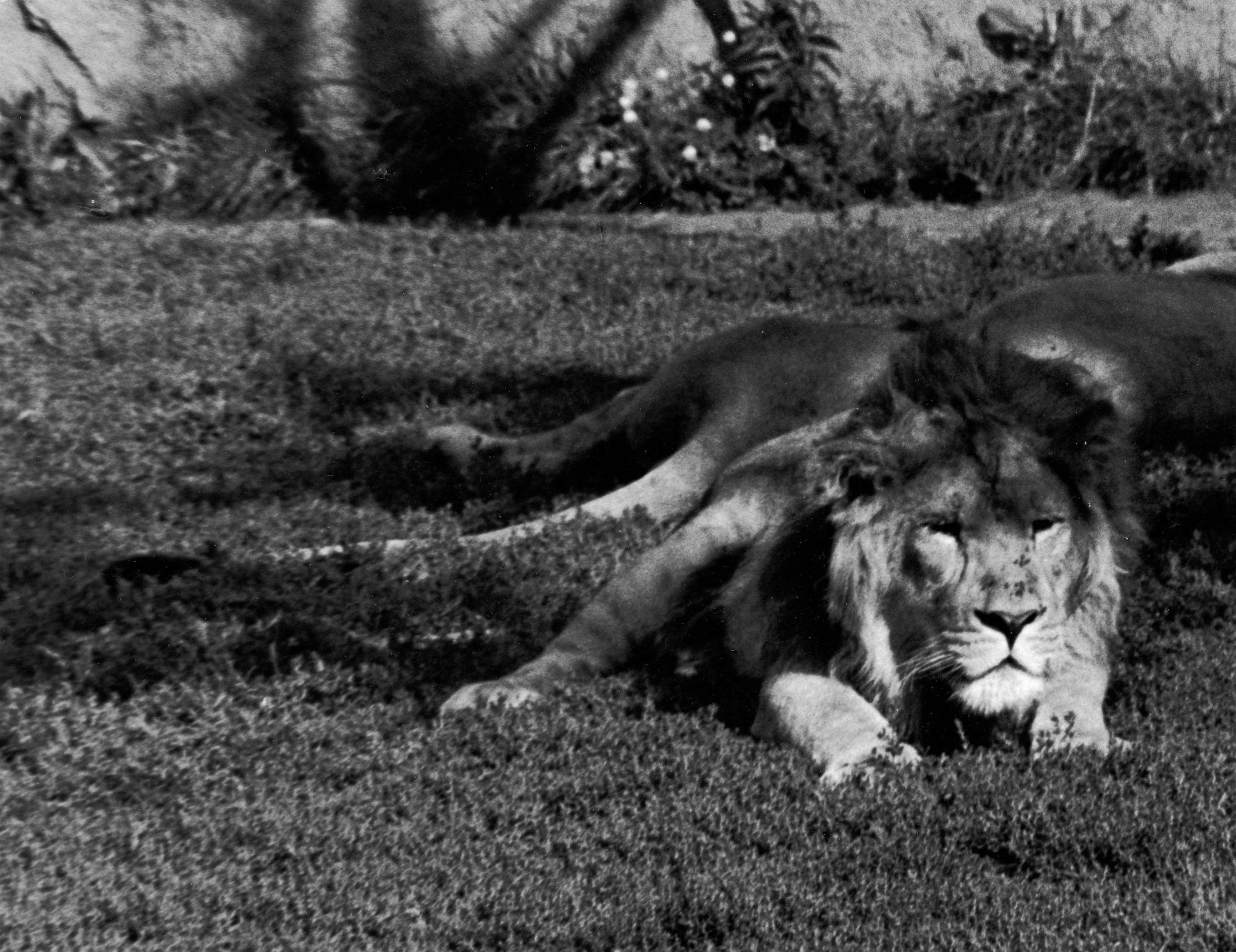 Lazy Lion