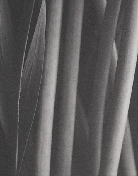 Leaf And Stems