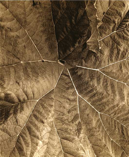 Leaf Arteries