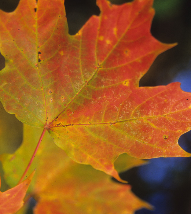 Leaf - Autumn 2006