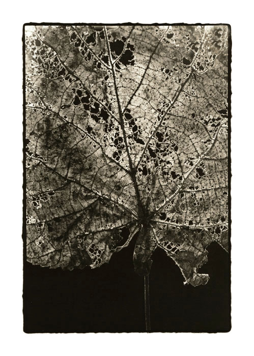 Leaf close up