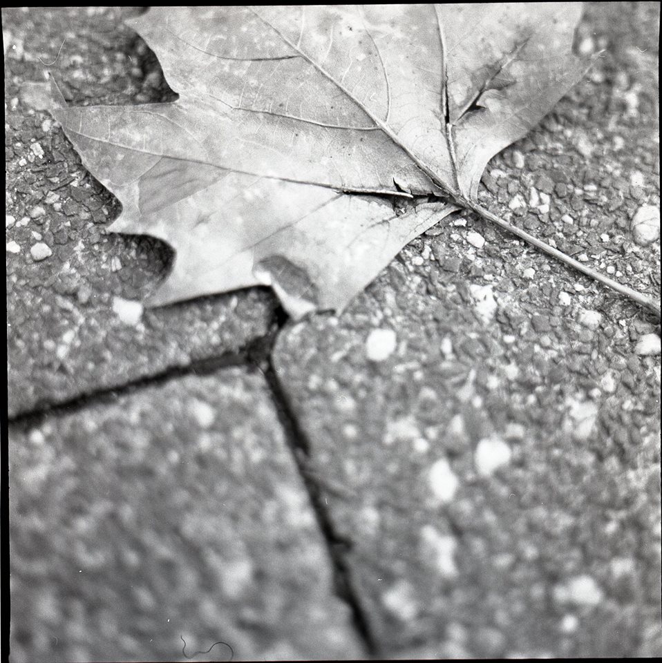 Leaf in Fall