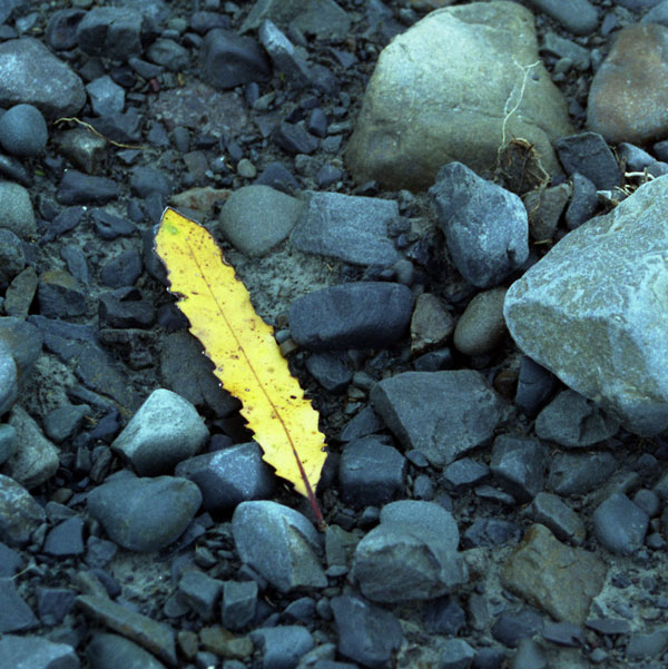 Leaf in water