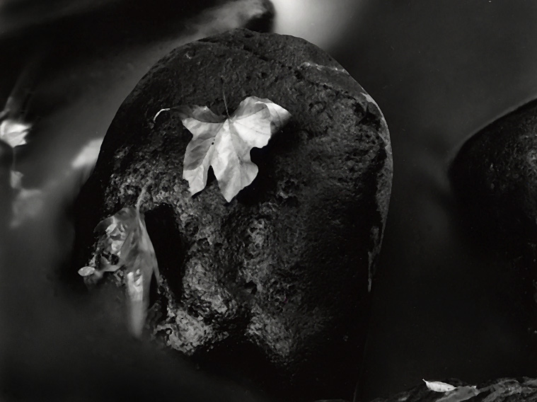 Leaf on Rock, Oak Creek