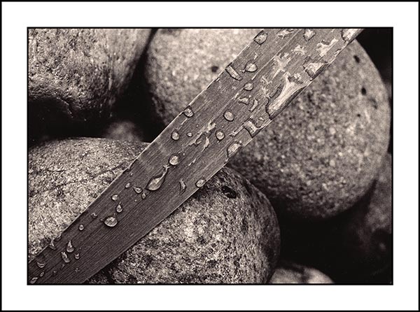 LEAF ON STONE