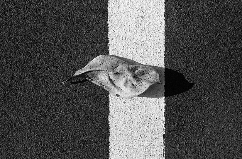 Leaf with White Stripe