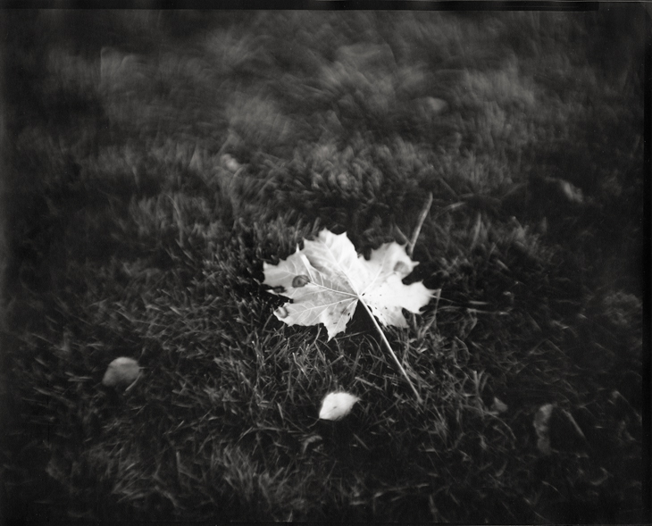 Leaf