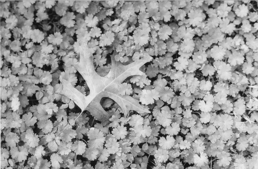 Leaf