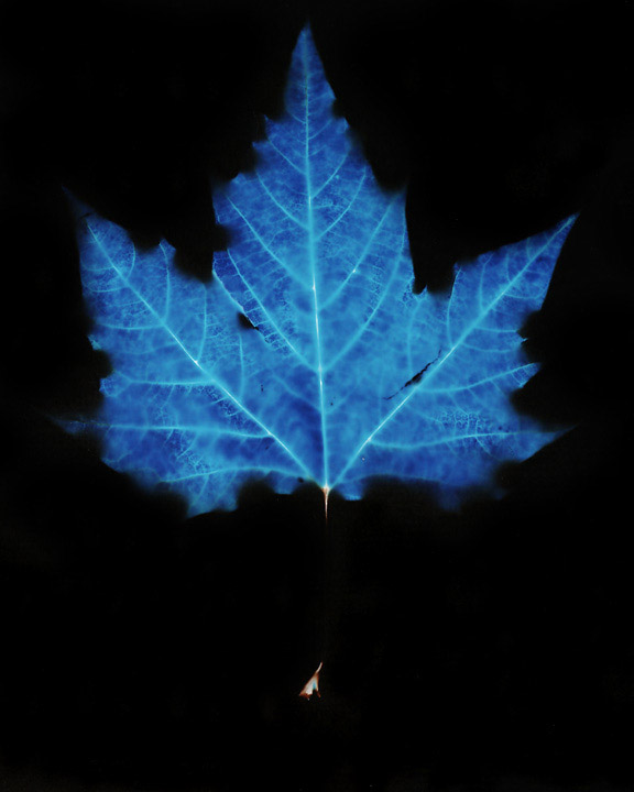 Leaf