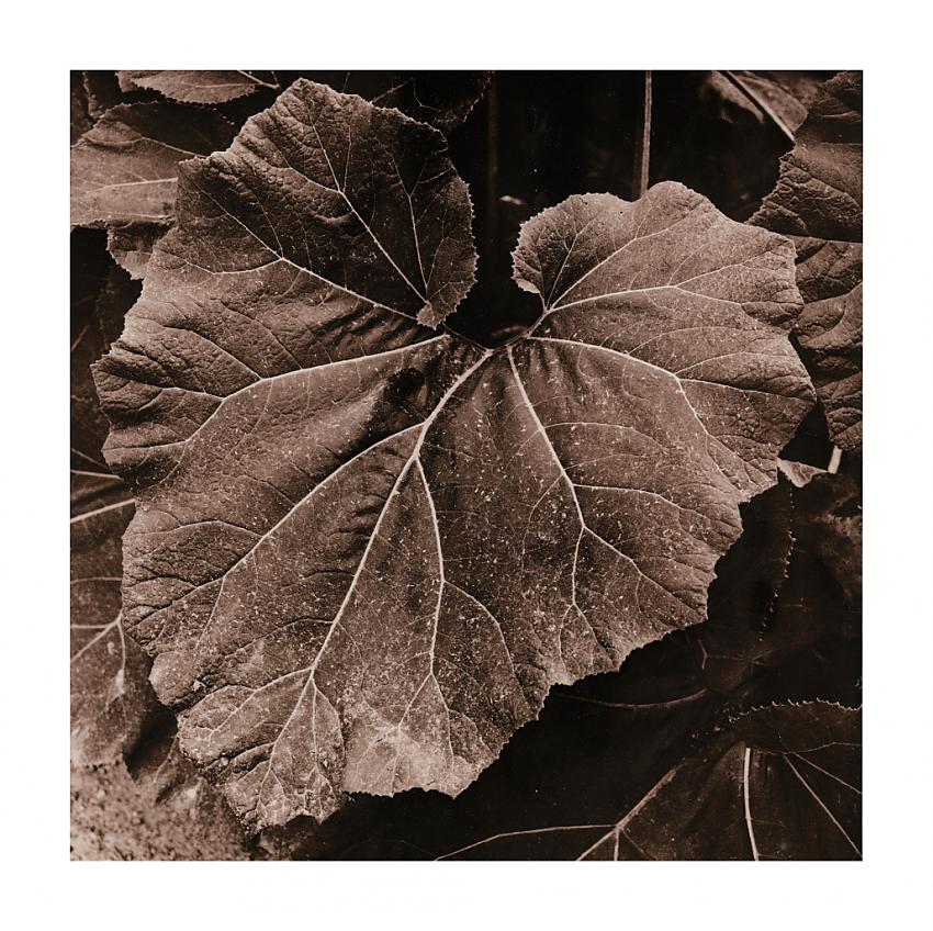 Leaf