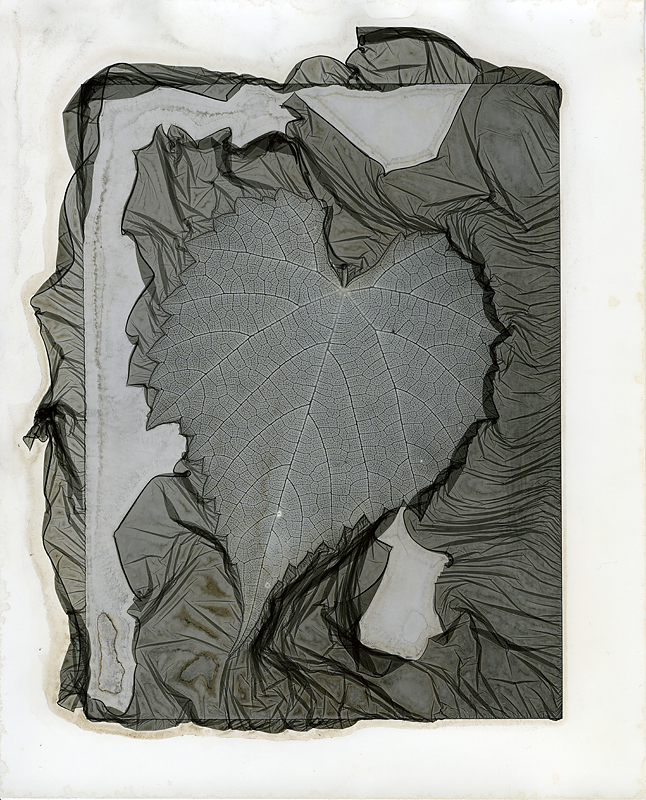 leaf