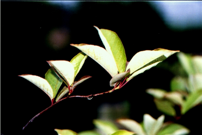 Leaf