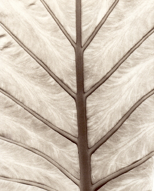 leaf