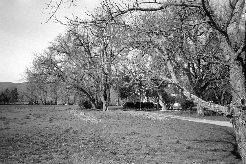 Leafless in Oregon