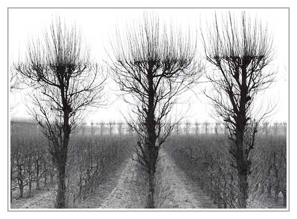Leafless tree.