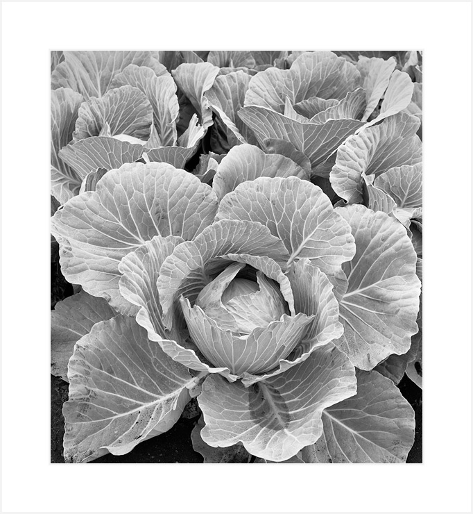 Leafy Greens