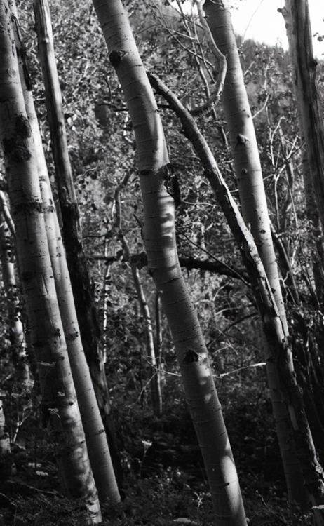 Leaning Aspen Grove