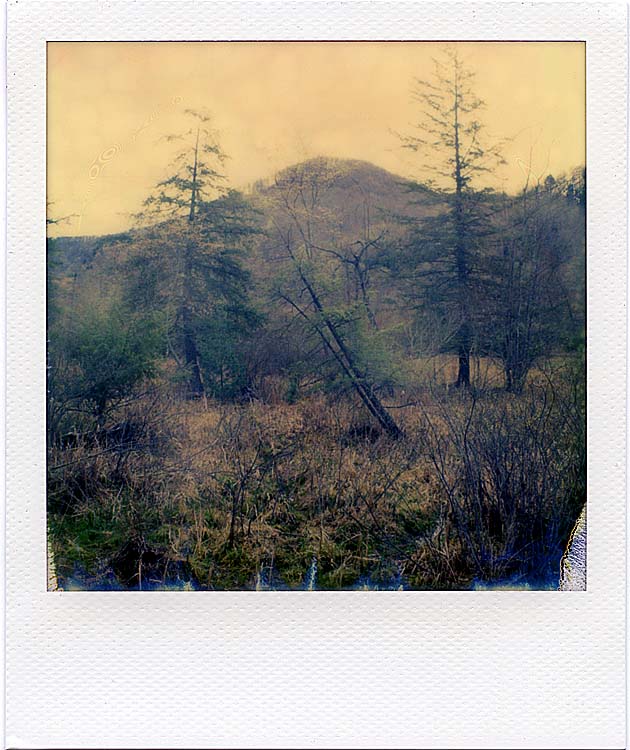 Leaning Pine