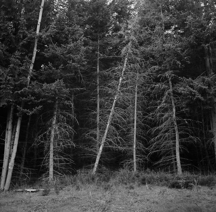 "Leaning Pine"