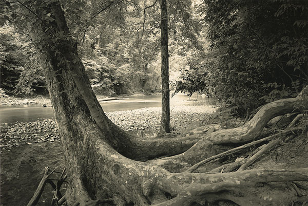 Leaning Sycamore, Eagle Creek